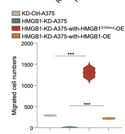 Open access visualization of Violin Plot, Violin Plots, Migrated A375 Cells, Treatments