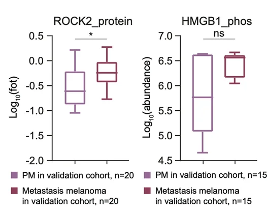 Open access visualization of Box Plot, Boxplot, Protein Expression, ROCK2, Phosphorylate Ion Abundance