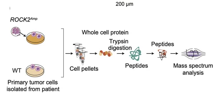 Open access visualization of Workflow, Sample Collection, Mass Spectrum Analysis