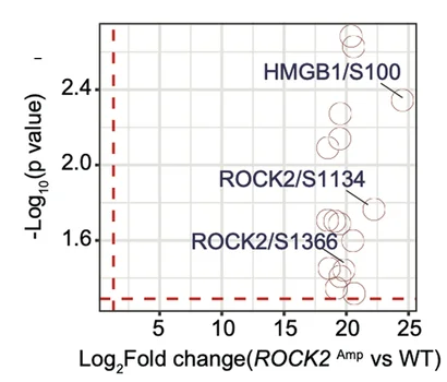 Open access visualization of Scatter Plot, Volcano Plot, Phosphorylation, Melanoma Patients, ROCK2 Amplicons