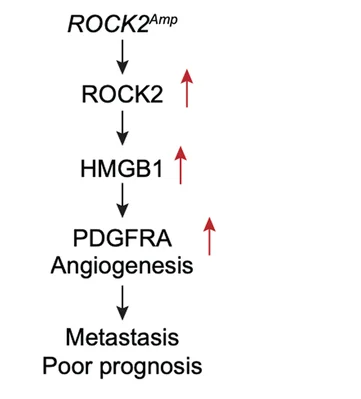 Open access visualization of Workflow, Flowchart, Systematic Diagram, ROCK2, Angiogenesis