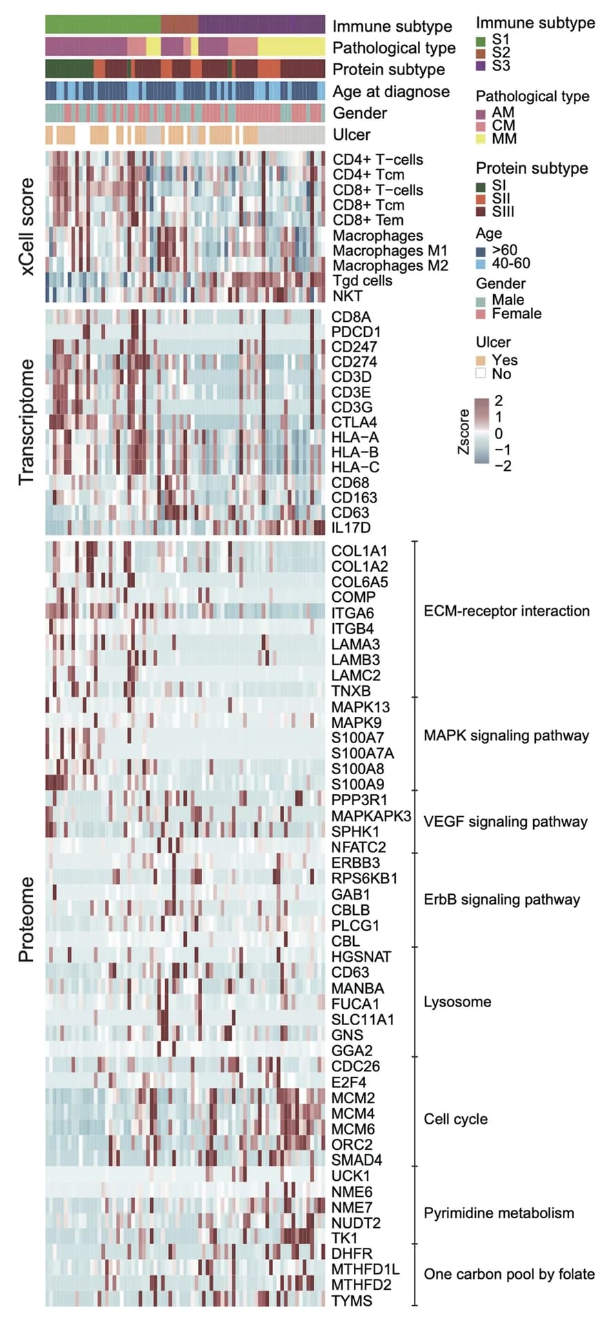 Open access visualization of Heatmap, Clustered, Cell Type Compositions, mRNAs, Proteins