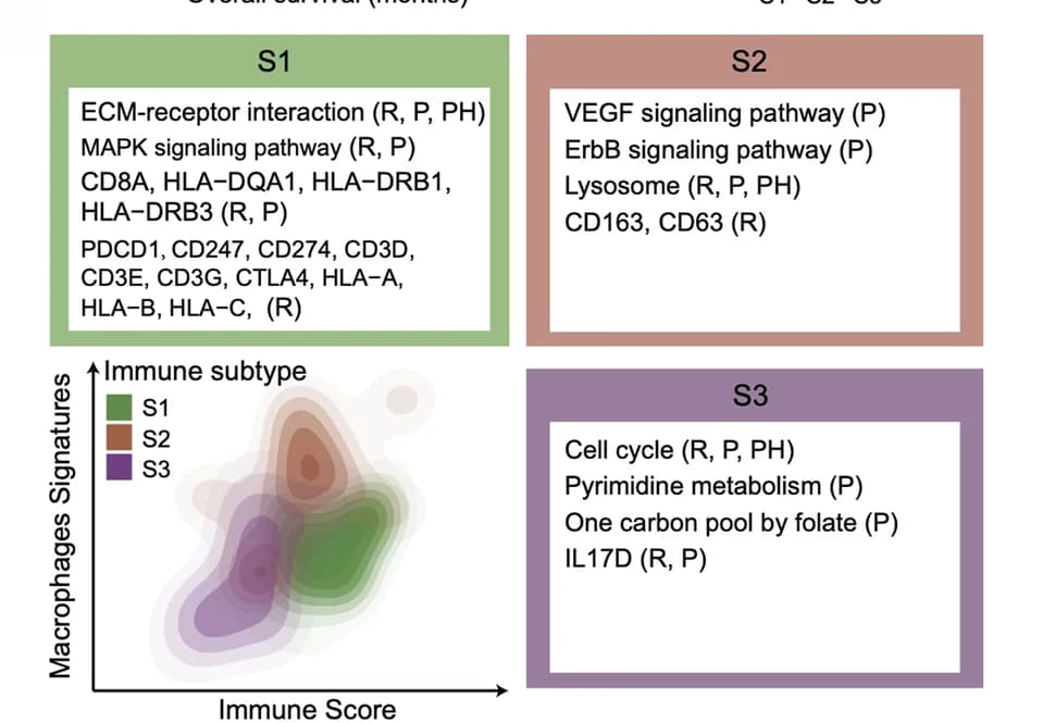 Open access visualization of Density Plot, Contour Plot, Macrophage, Immune Scores, Immune Groups