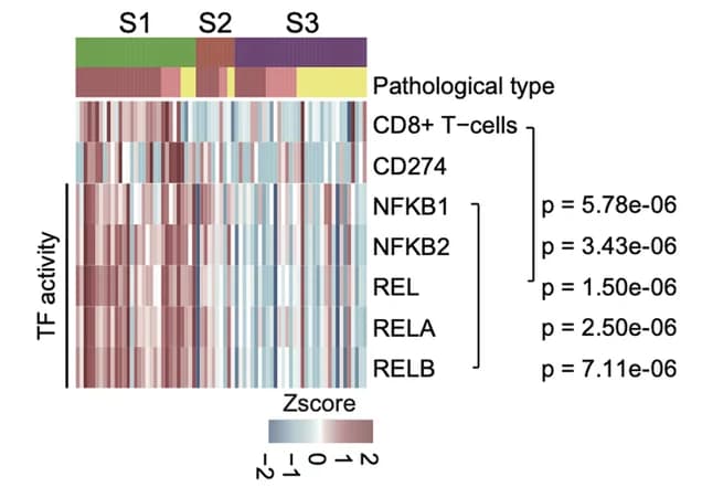 Open access visualization of Heatmap, TF Activity, NFκB Family, xCell Score, CD8+ T Cells