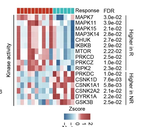 Open access visualization of Heatmap, Kinases, Kinase Activity, Responders, Non-Responders
