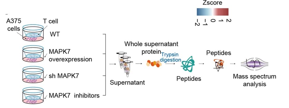 Open access visualization of Workflow, Illustration, Sample Collection, MS Analysis