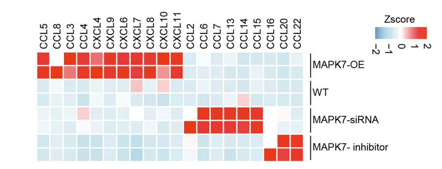 Open access visualization of Heatmap, Protein Expression, Chemokines, A375 Cells, Treatment Conditions