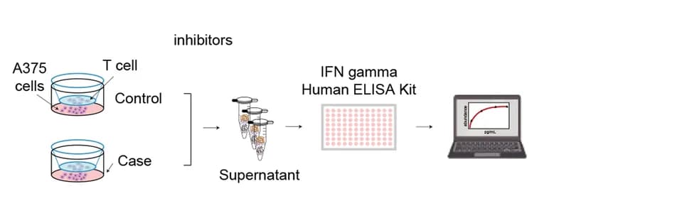 Open access visualization of Workflow, Flowchart, Line Plot, Sample Collection, ELISPOT Assay