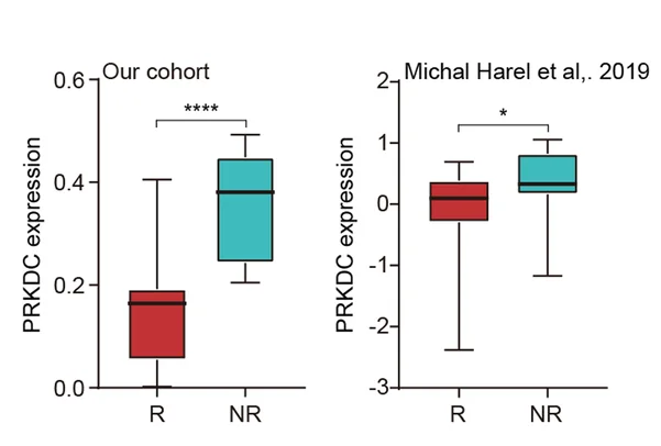 Open access visualization of Box Plot, Boxplot, Protein Expression, PRKDC, Responders