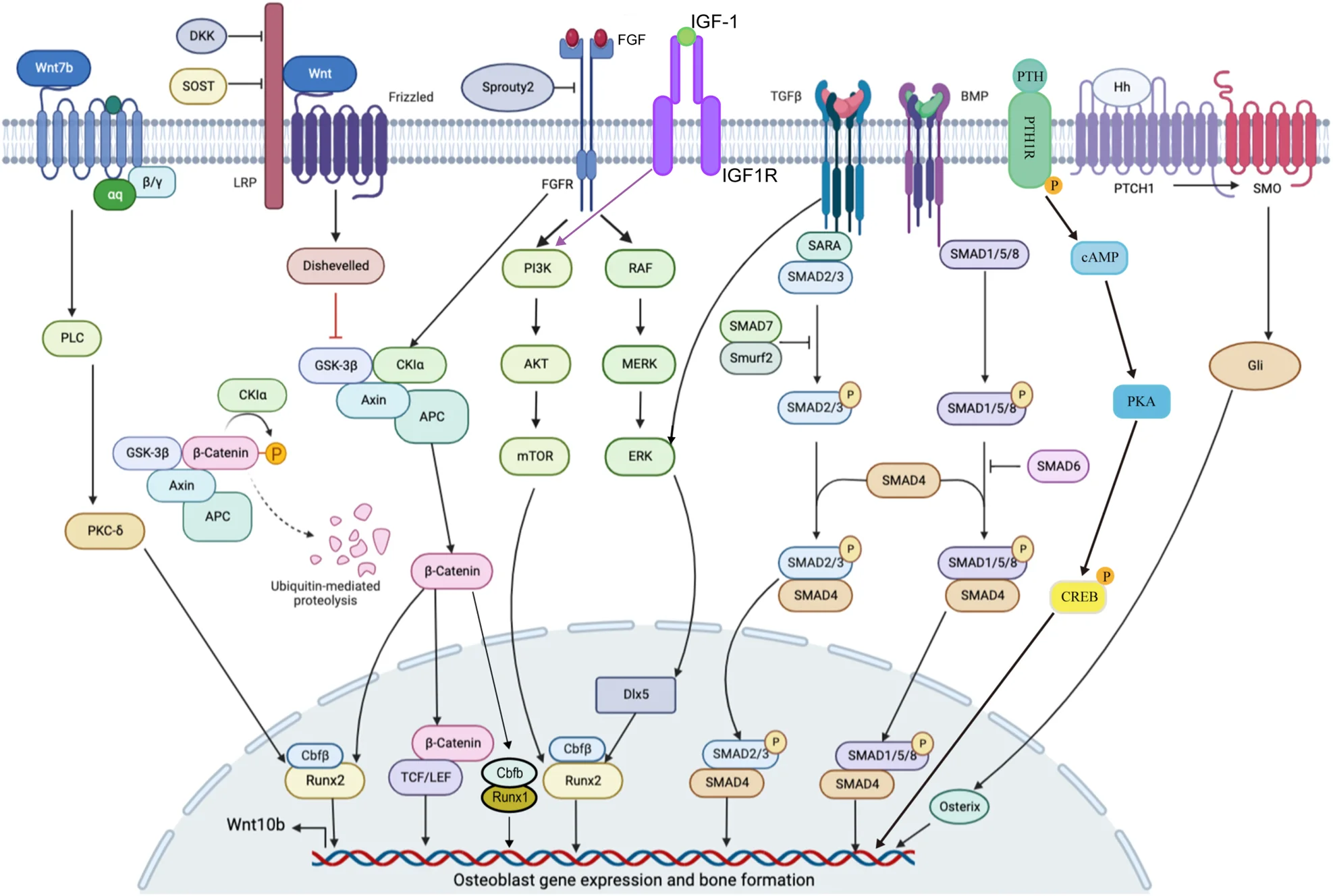 Open access visualization of Workflow, Pathway, Signaling Pathways, Transcription Factors, Osteoblast Differentiation