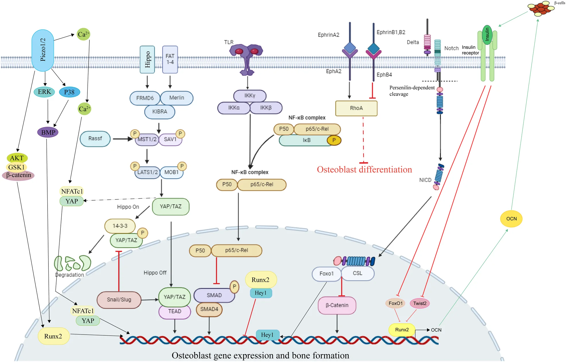 Open access visualization of Workflow, Pathway, Notch Signaling Pathway, NF-κB Signaling Pathway, Hippo Signaling
