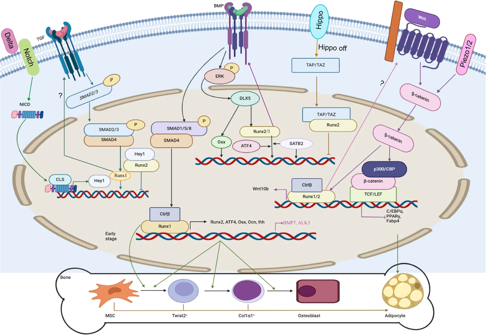 Open access visualization of Workflow, Illustration, Transcription Factors, Osteoblast Differentiation, Runx Family