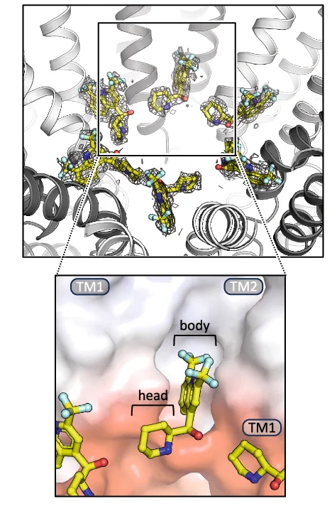 Open access visualization of Protein Structure, Chemical Structure, Densities, Mefloquine, Molecules