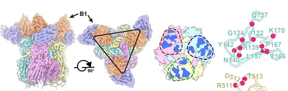 Open access visualization of Protein Structure, Cryo-EM, p72, Antibody, B1