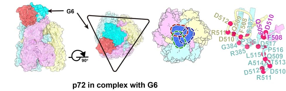 Open access visualization of Protein Structure, Line Plot, Cryo-EM, p72, Antibody