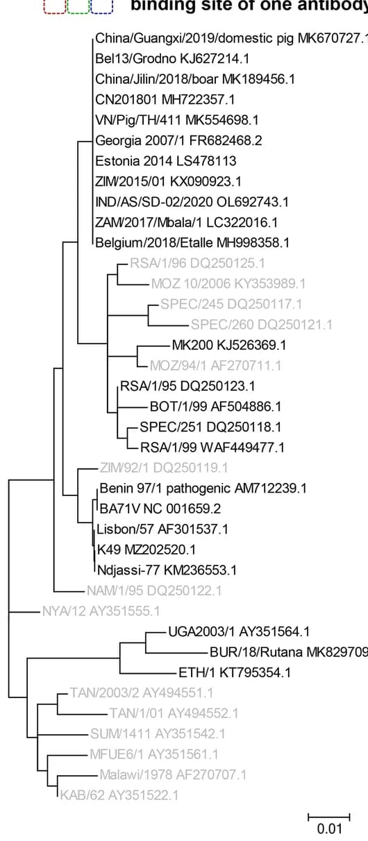 Open access visualization of Network, ASFV Isolates, p72, Gene Sequences, Evolutionary Relationships