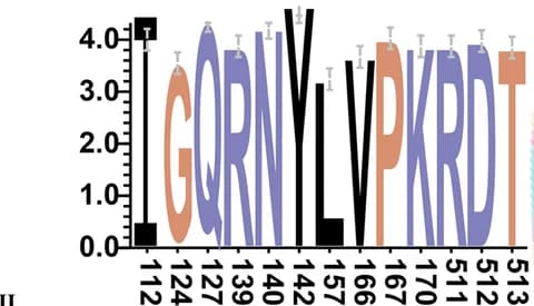 Open access visualization of Error Bars, Epitopes, Antibodies, p72, Sequence Conservation