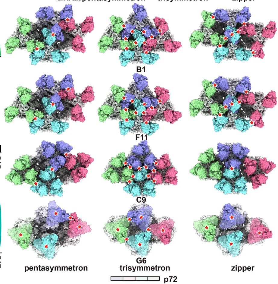 Open access visualization of Protein Structure, Antibody Binding, Organizations, Antibody Clash