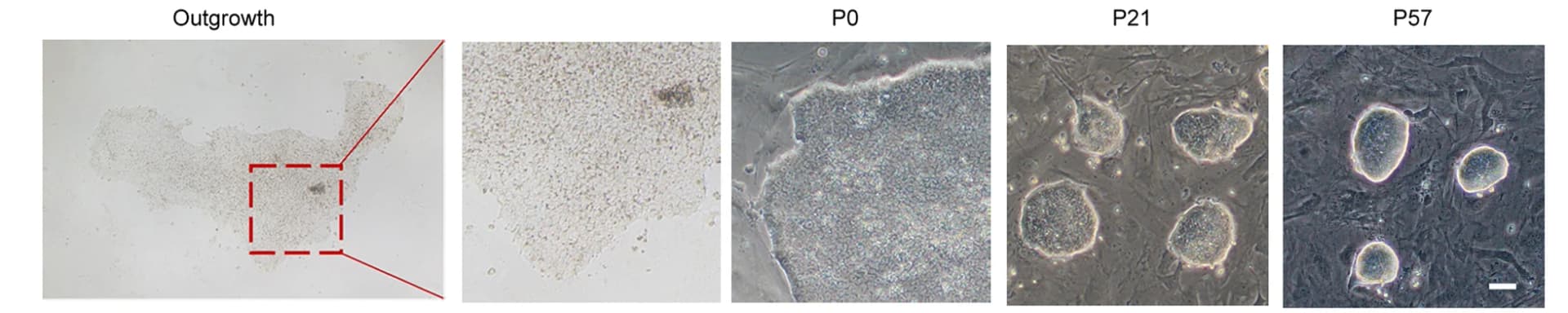 Open access visualization of Microscopy, Porcine Outgrowths, pESCs, Morphology