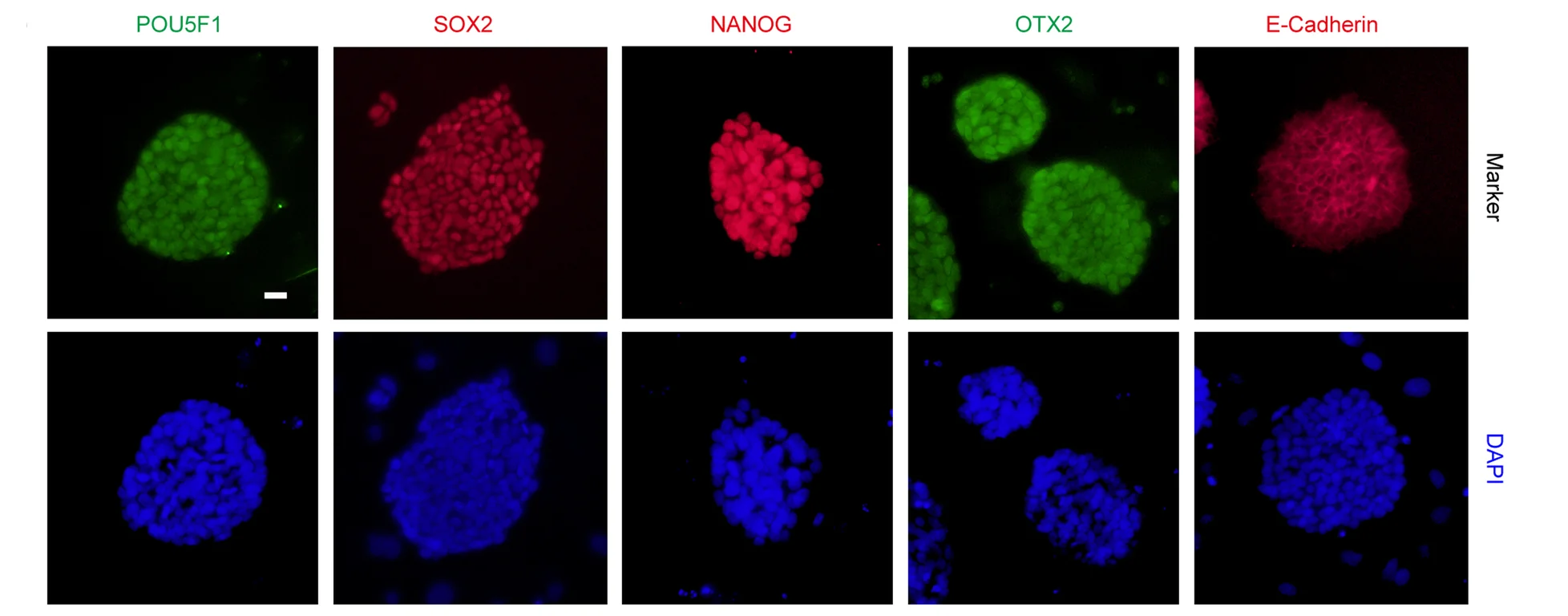 Open access visualization of Microscopy, Immunofluorescent Staining, Pluripotency Markers, POU5F1, SOX2