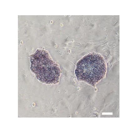Open access visualization of Microscopy, AP Staining, pESCs