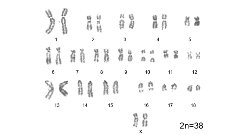Open access visualization of Gel, Karyotypes Analysis, pESCs