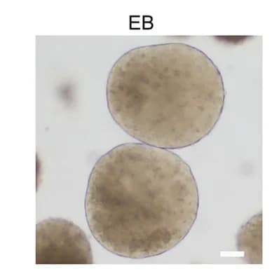 Open access visualization of Microscopy, Morphology, EB