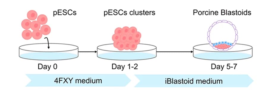 Open access visualization of Workflow, Illustration, Porcine Blastoid, pESCs, 3D Culture