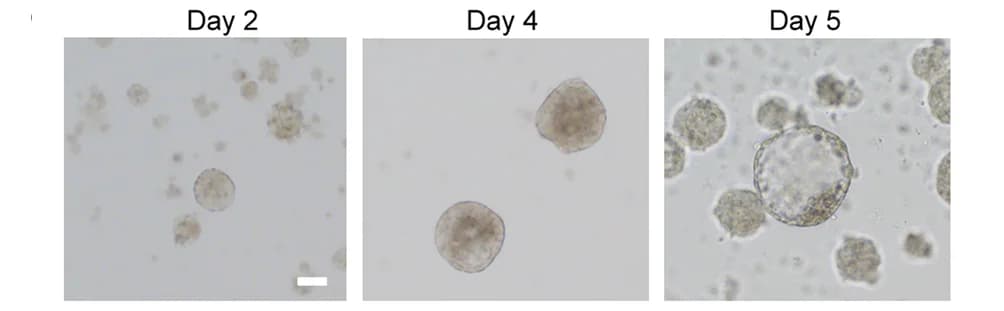 Open access visualization of Microscopy, Cell Clusters, Blastoids, Porcine Blastoid