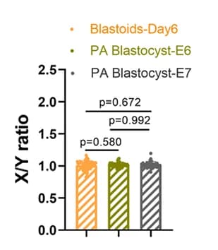 Open access visualization of Bar Plot, Error Bars, Porcine Blastoids, Porcine PA Blastocysts, X/Y Ratio