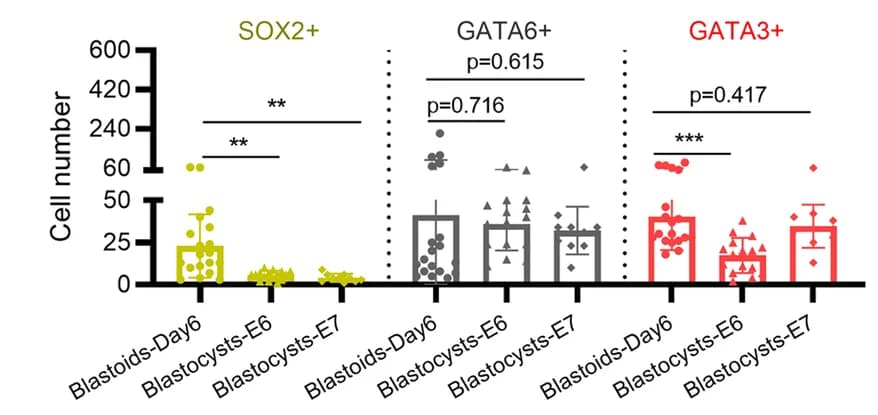Open access visualization of Error Bars, Bar Plot, Scatter Plot, Cell Numbers, Lineage