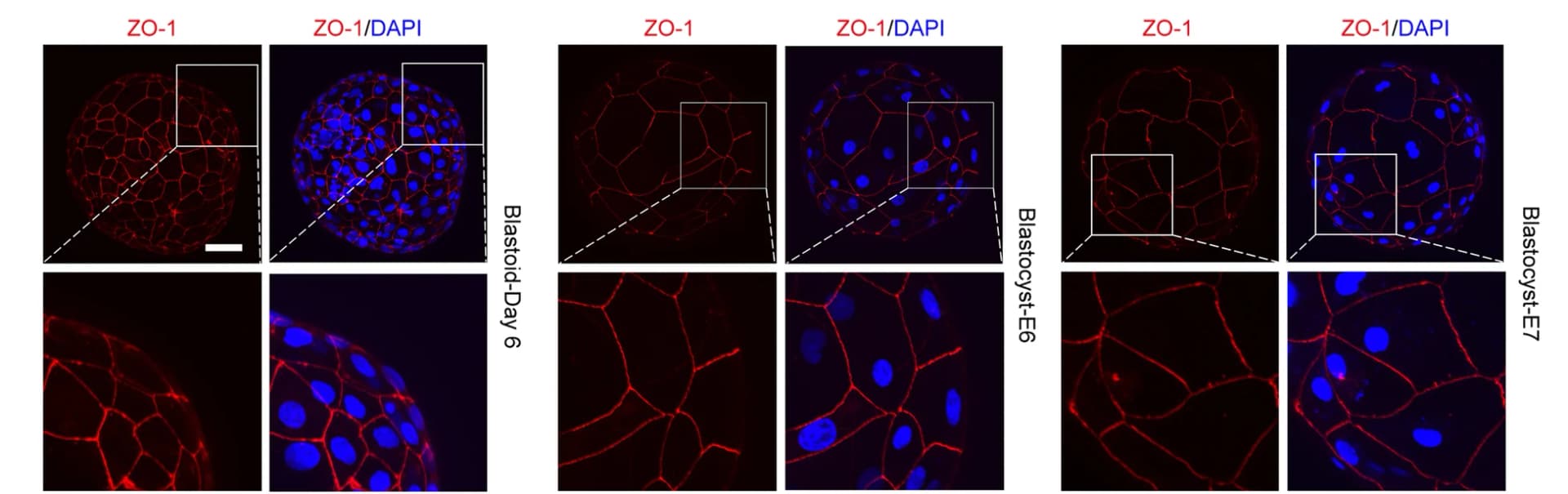 Open access visualization of Microscopy, Immunofluorescence, Tight Junction Marker ZO-1, Porcine Blastoid, Porcine PA Blastocysts
