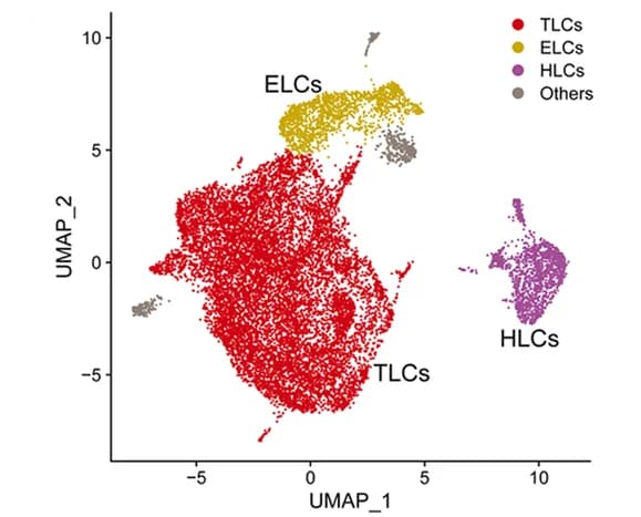 Open access visualization of Scatter Plot, UMAP, Cells, Porcine Blastoids, ELCs