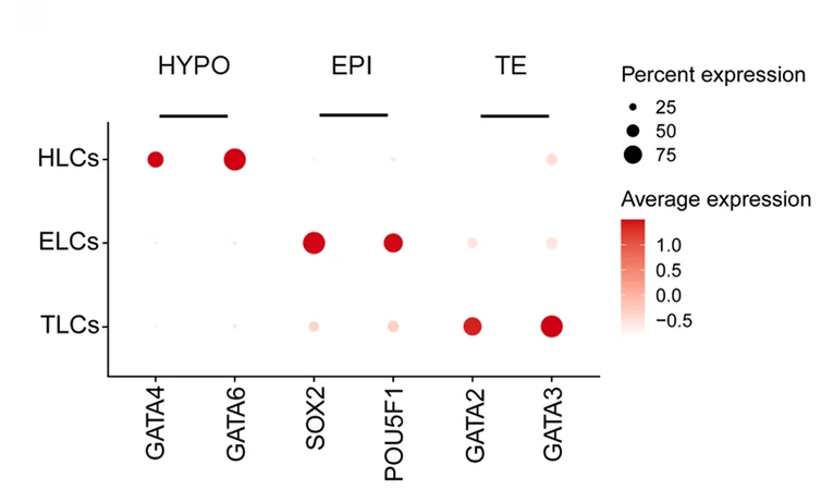 Open access visualization of Bubble Plot, Dot Plot, EPI Markers, HYPO Markers, TE Markers
