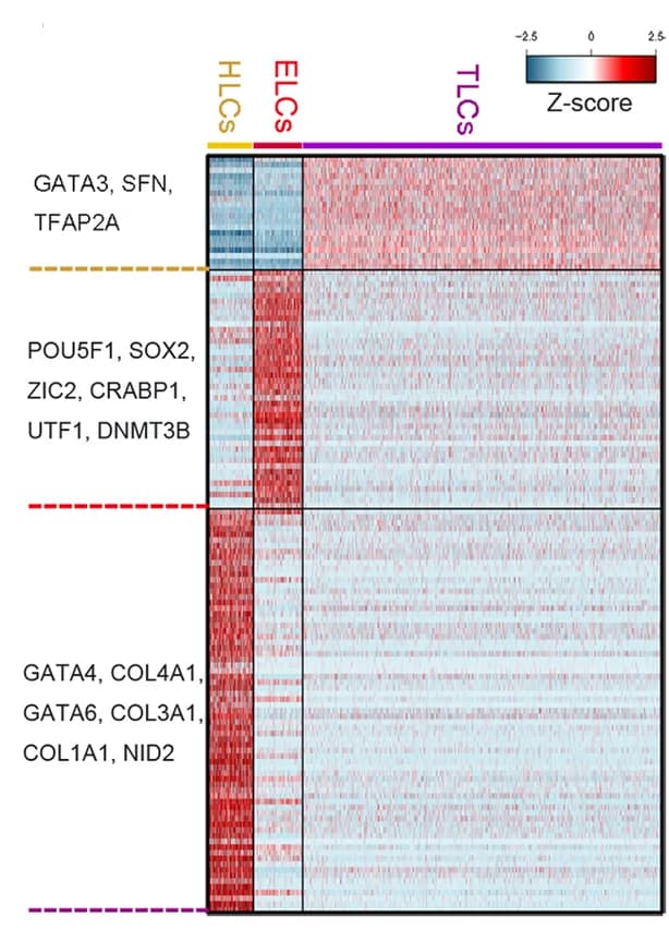 Open access visualization of Heatmap, Cell Lineage-Specific Genes, ELCs, HLCs, TLCs
