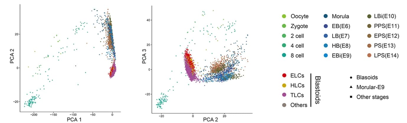 Open access visualization of Scatter Plot, PCA, Porcine Blastoids, Embryos, Early Blastula