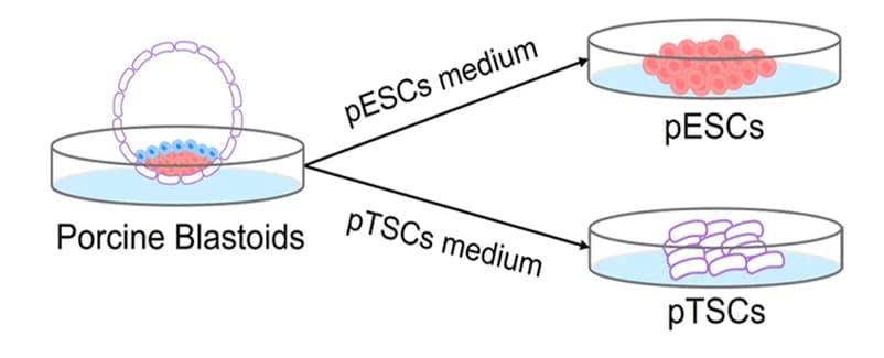 Open access visualization of Workflow, Flowchart, Illustration, pESCs, pTSCs