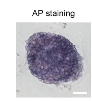 Open access visualization of Microscopy, AP Staining, pESCs, Blastoids
