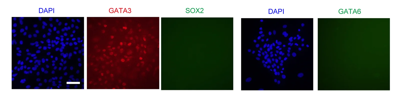 Open access visualization of Microscopy, Immunofluorescent Staining, GATA3, SOX2, GATA6