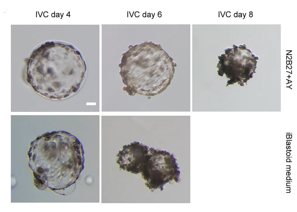 Open access visualization of Microscopy, In Vitro, Porcine PA Blastocysts, Morphology