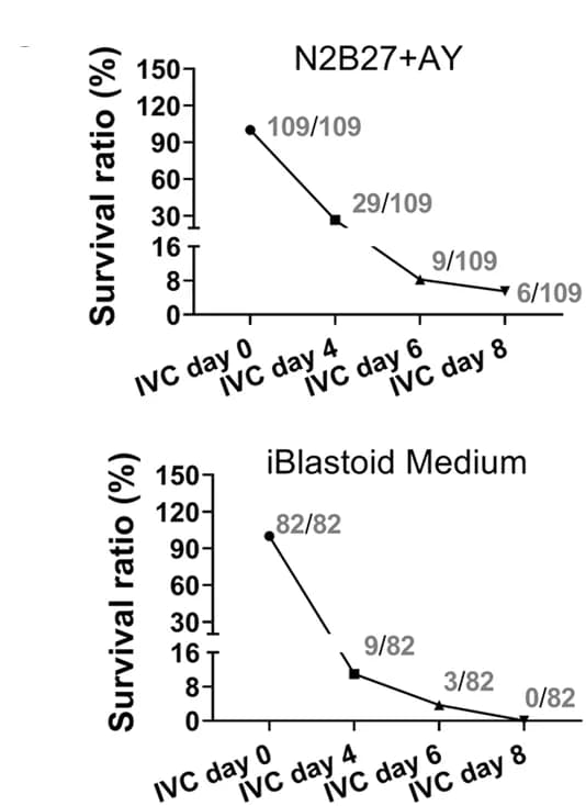 Open access visualization of Line Plot, In Vitro, Porcine PA Blastocysts, Survival Ratio