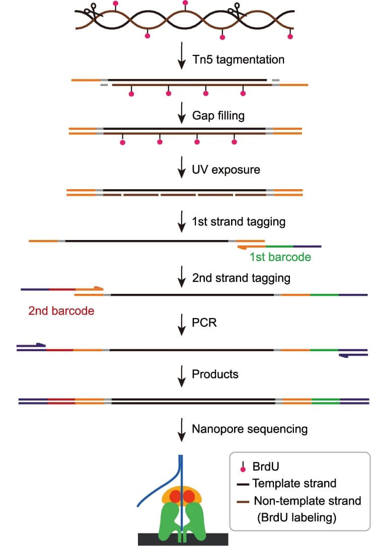 Open access visualization of Workflow, NanoStrand-seq, Schematic Procedure