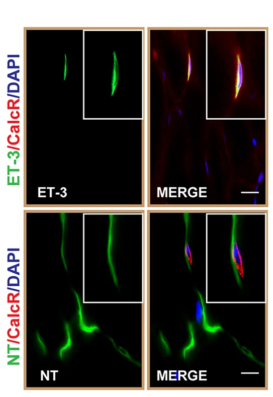 Open access visualization of Microscopy, Immunofluorescence, CalcR, ET-3/NT, DAPI