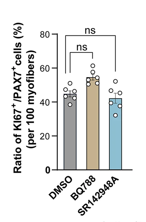 Open access visualization of Bar Plot, Error Bars, PAX7, KI67, MuSCs
