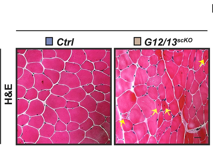 Open access visualization of Microscopy, H&E Staining, TA Muscle Sections, Control Mice, G12/13 scKO Mice