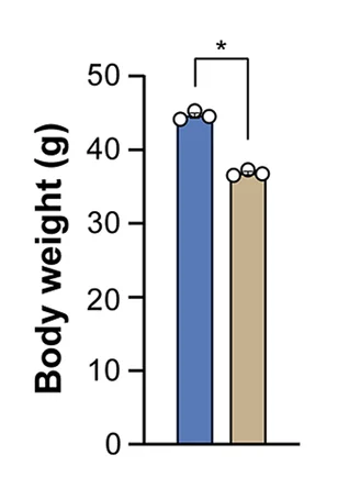 Open access visualization of Bar Plot, Error Bars, Body Weight, TA Muscle Weight, GAS Muscle Weight
