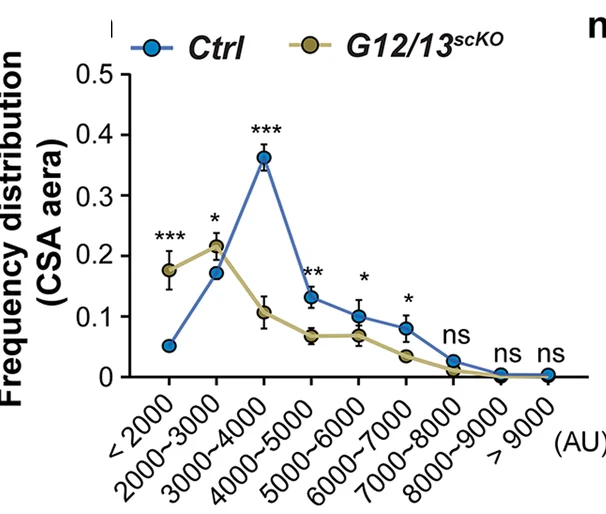 Open access visualization of Line Plot, Error Bars, Cross-Sectional Areas, Myofibers, TA Muscles