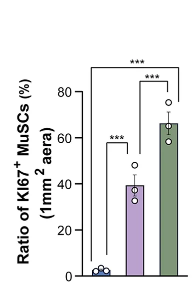 Open access visualization of Bar Plot, Error Bars, KI67+ MuSCs, TA Muscles, Control Mice