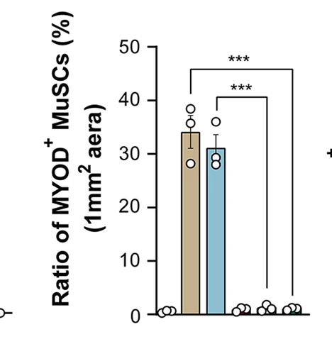 Open access visualization of Bar Plot, Error Bars, Quantification, MuSCs, Basal Limina
