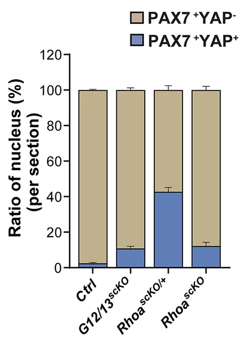 Open access visualization of Stacked Bar Plot, Error Bars, YAP + MuSCs, Control, G12/13 scKO